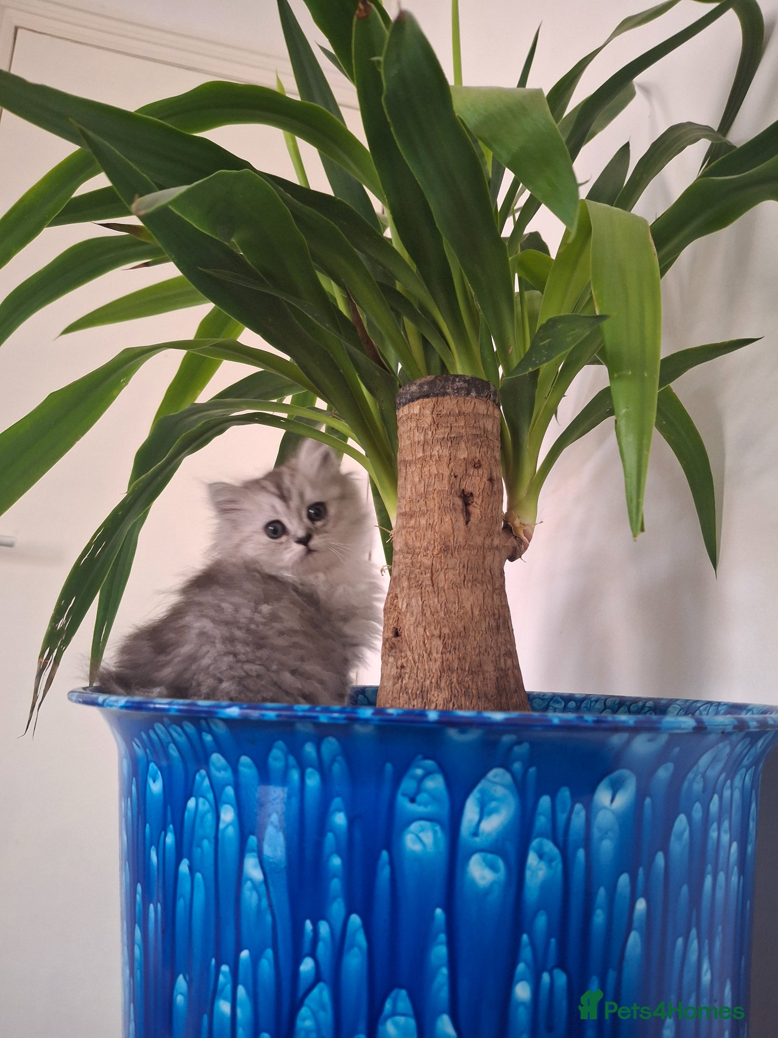 Persian cats Persian chinchilla  - Advert 14