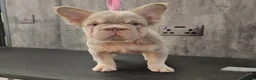 French Bulldog dogs for sale: FRENCH BULLDOG fluffy Isabella  - Advert 4
