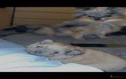 Pomeranian dogs for sale: KC Reg Pomeranian Girls - Image 22