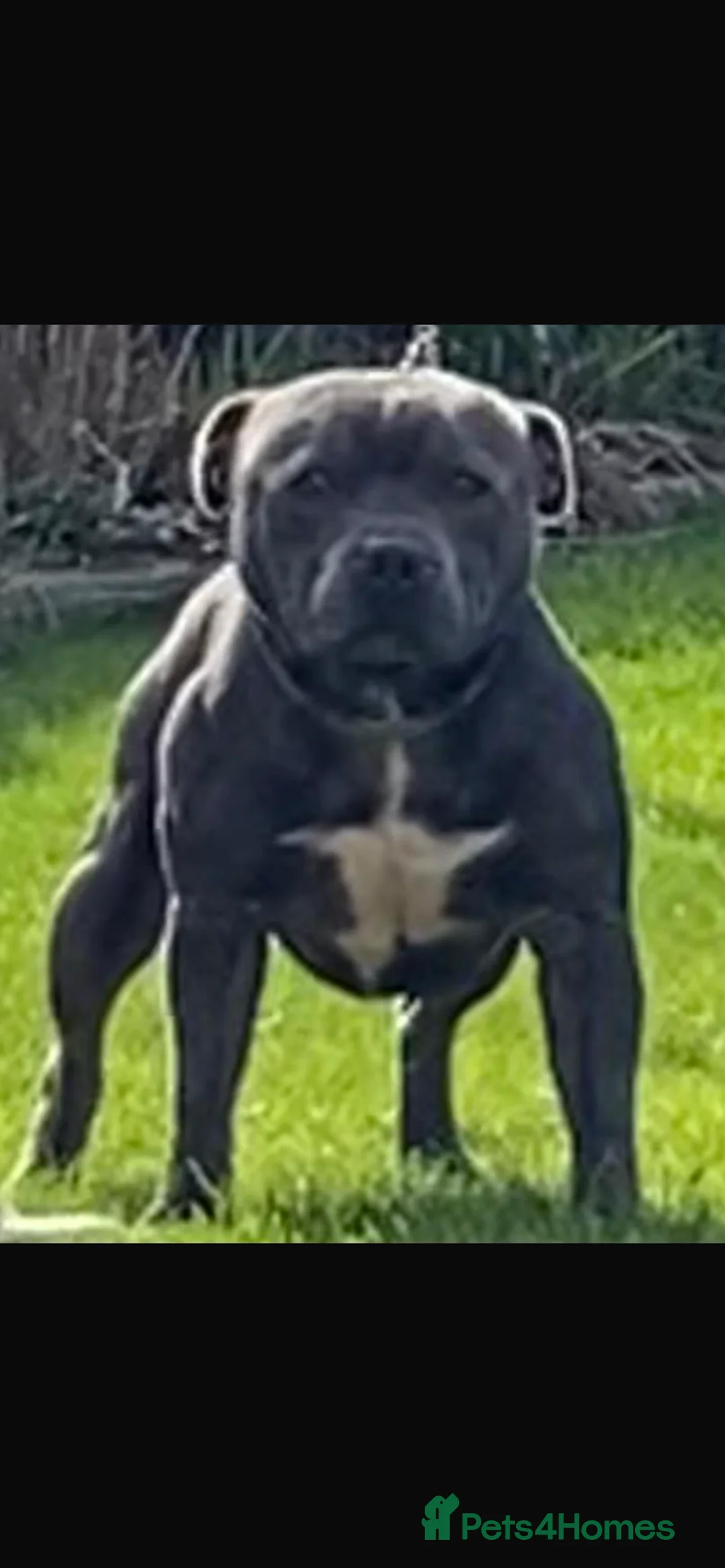 Staffordshire Bull Terrier dogs for stud: Up For Stud For A Limited Amount Of Time  - Advert 4