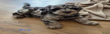 Cockapoo 2