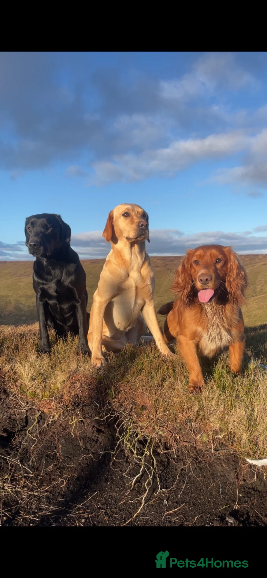 Cocker Spaniel dogs for sale: Working cocker spaniel puppy  - Advert 9