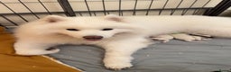 Samoyed dogs for sale: Beautiful Samoyed Pups Ready for a Loving Home  - Advert 4