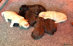 Cockapoo dogs for sale: Gorgeous Cockapoo puppies  - Image 10