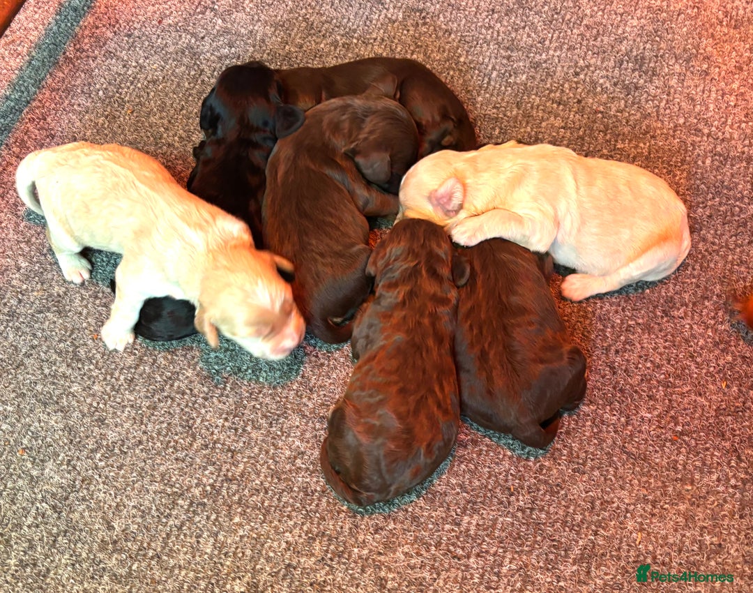 Cockapoo dogs for sale: Gorgeous Cockapoo puppies  - Image 10