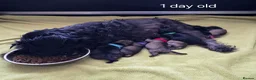 Mixed Breed dogs for sale: Miniature Schnauzer x Border Terrier puppies - Advert 5