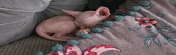 Sphynx cats for sale: Sphynx kittens for sale - Advert 11
