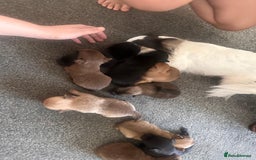 Pomchi dogs for sale: Pomchi puppie for sale - Image 9