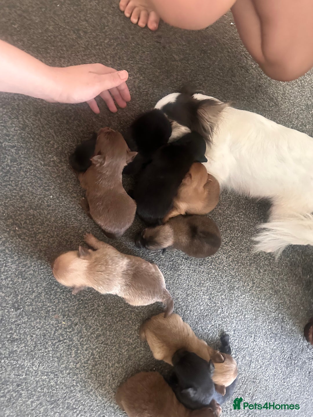 Pomchi dogs for sale: Pomchi puppie for sale - Image 9