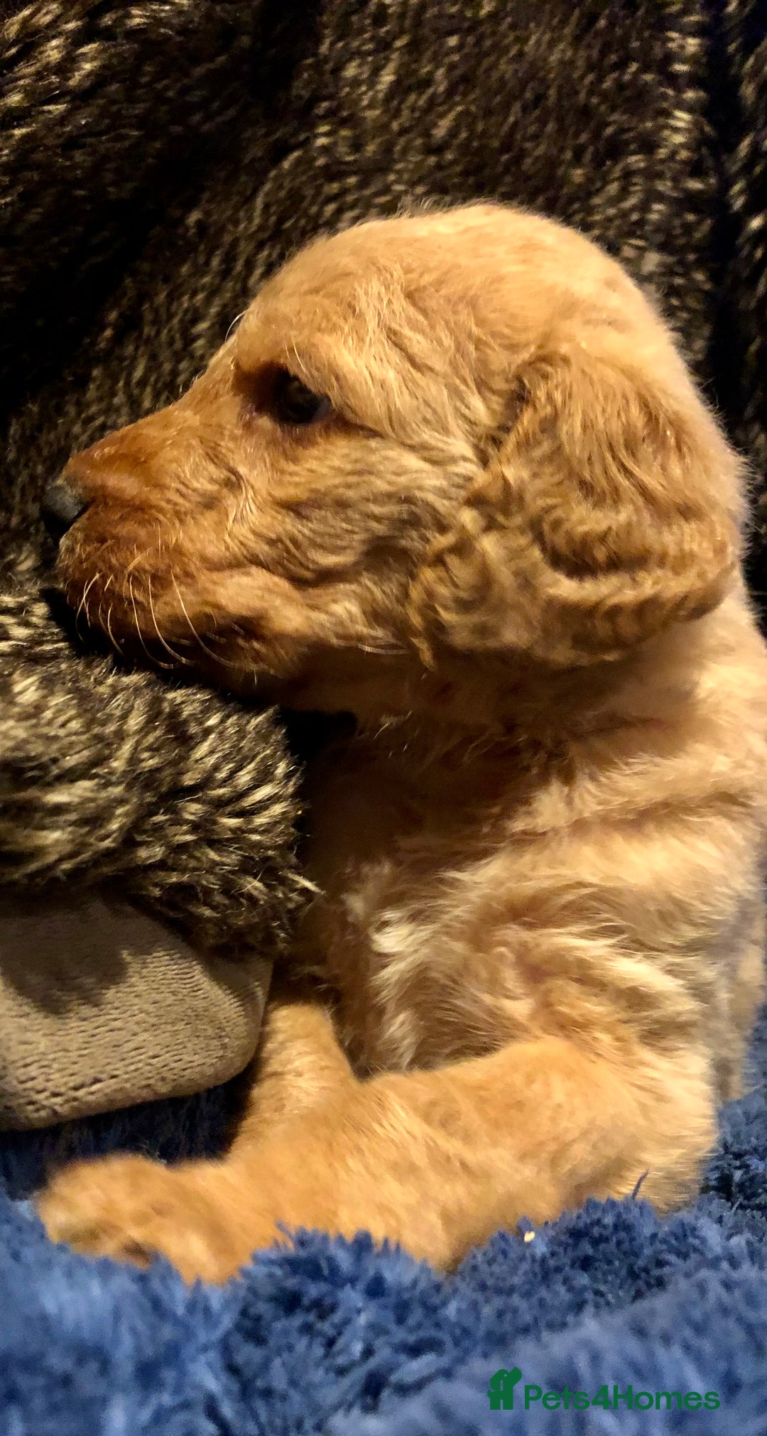 Labradoodle dogs for sale: READY NOW TOP QUALITY Standard F1 Labradoodles - Advert 6