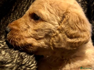 Labradoodle dogs TOP QUALITY Standard F1 Labradoodles - Advert 12