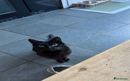 American Shorthair cats for sale: Puckie  - Image 1