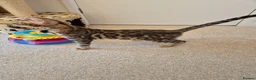 Bengal cats for sale: Stunning Pedigree Bengal Kittens - Advert 8
