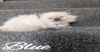 Ragdoll cats - Advert 16