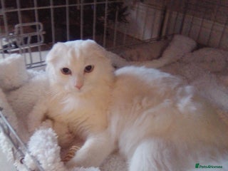 Scottish Fold cats Last Stunning solid ears down boy - Advert 16