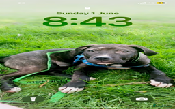Mixed Breed dogs for sale: Randy  - Image 1