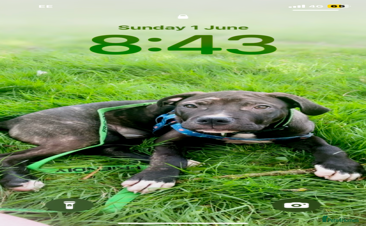 Mixed Breed dogs - Advert 1