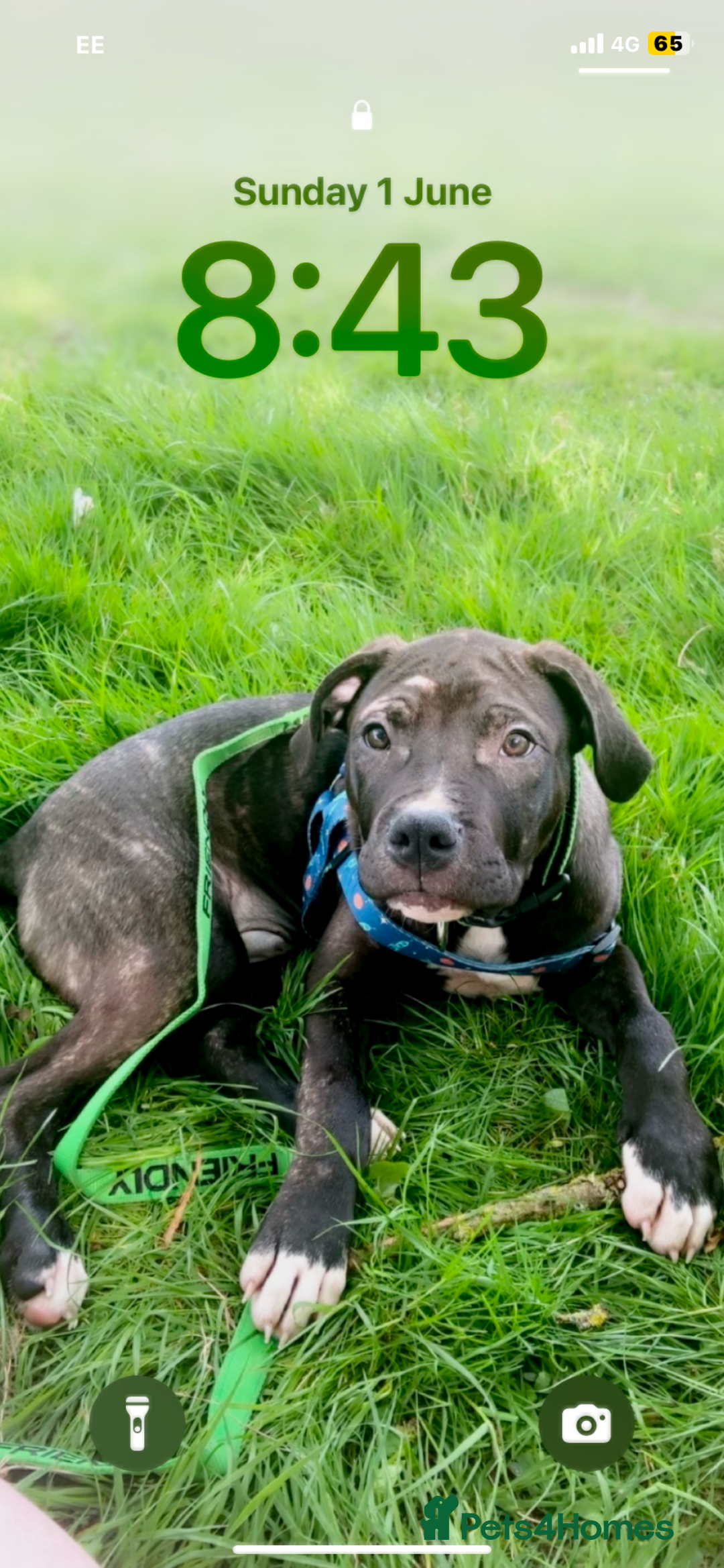 Mixed Breed dogs for sale: Randy  - Image 1