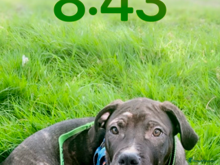 Mixed Breed dogs - Advert 6