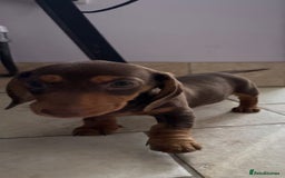 Miniature Dachshund dogs for sale: Beautiful miniature dachshunds ready now 🩷 - Image 3