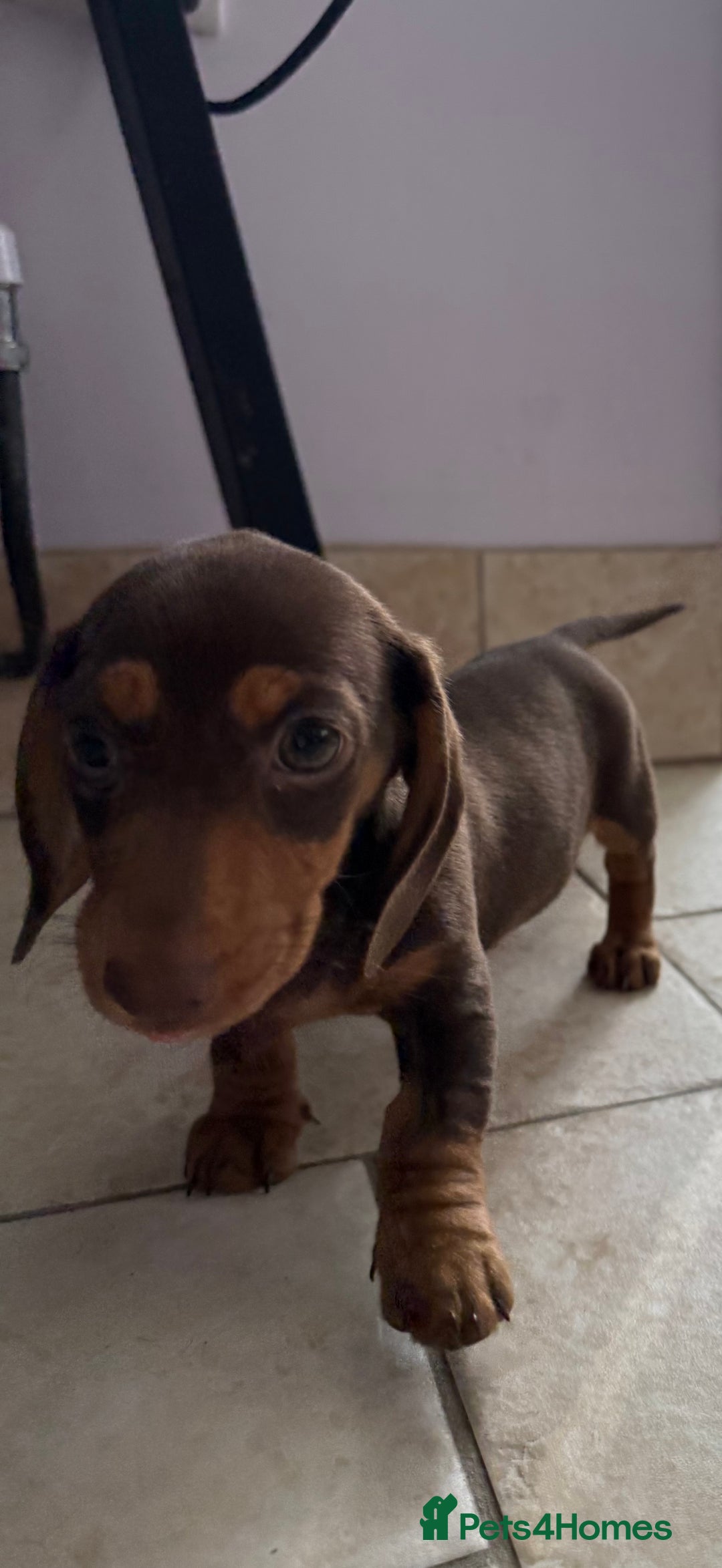 Miniature Dachshund dogs for sale: Beautiful miniature dachshunds ready now 🩷 - Image 3