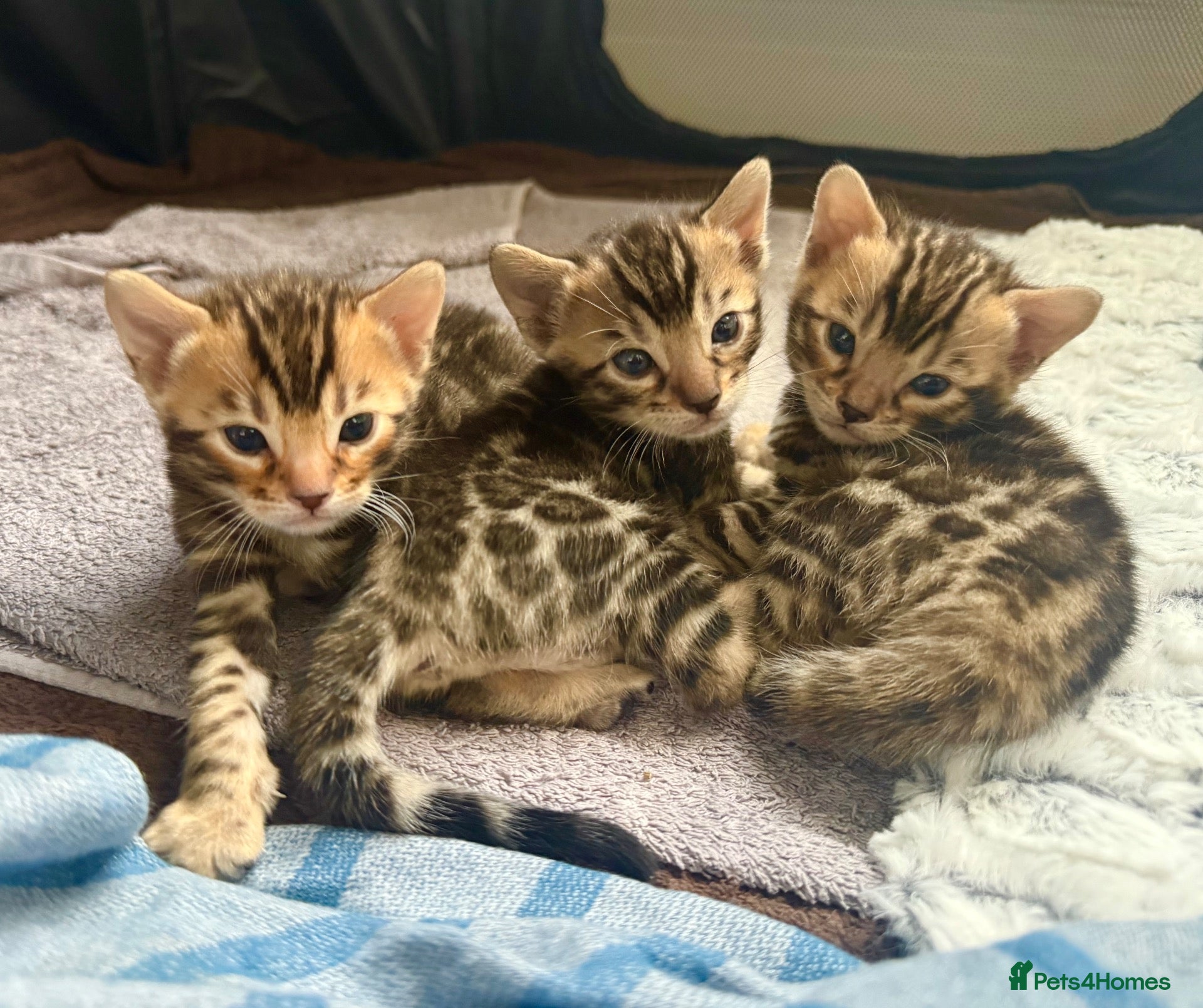 Bengal cats Outstanding Little Leopards 🐆  - Advert 1
