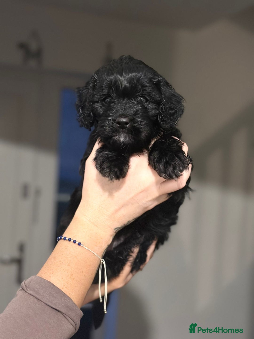 Cavapoo dogs for sale: BEAUTIFUL Toy Cavapoos! - Image 28