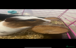 Guinea Pig rodents for sale: Female guinea pigs ( bonded)  - Image 3