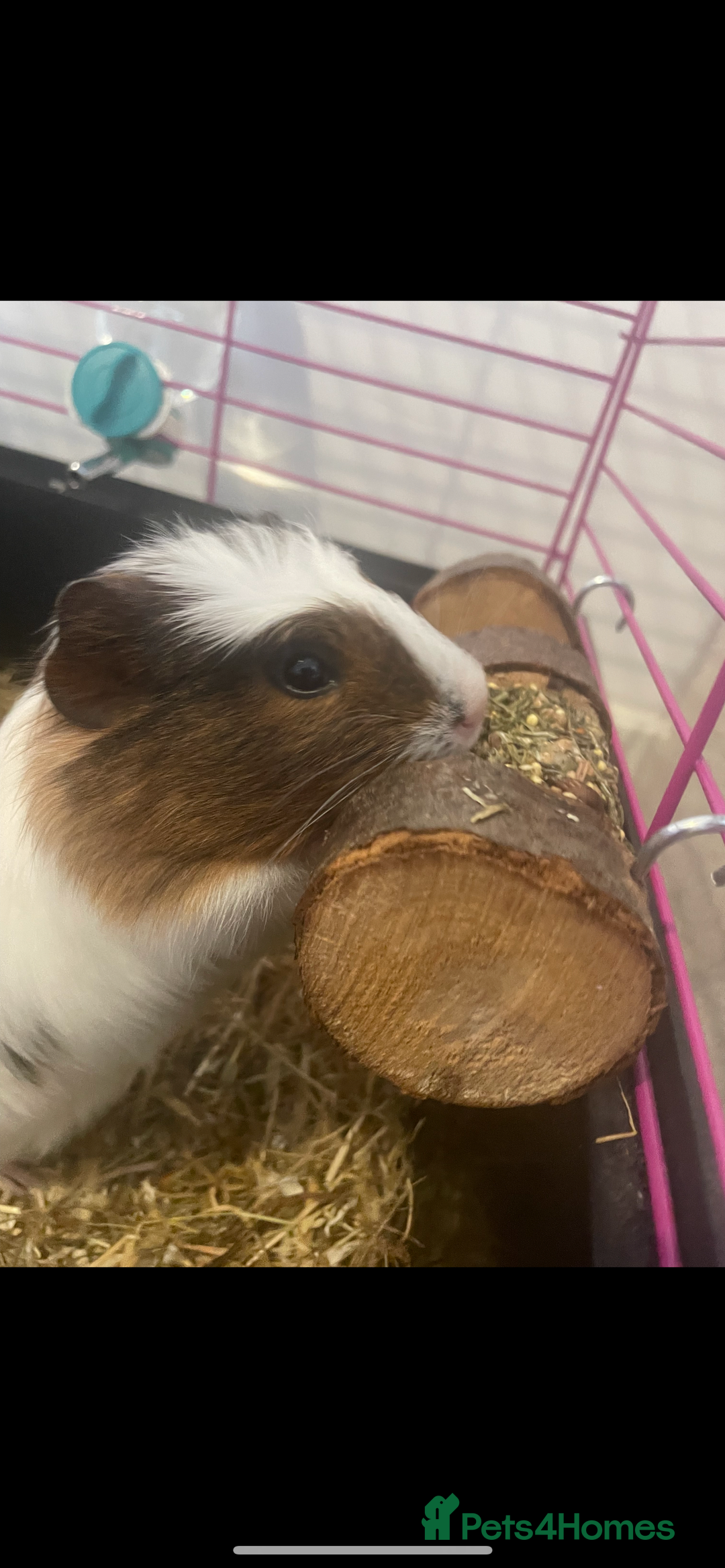Guinea Pig rodents for sale: Female guinea pigs ( bonded)  - Image 3
