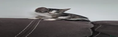 Domestic Shorthair 3