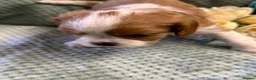 Cavalier King Charles Spaniel dogs for sale: Cavalier King Charles  - Advert 39