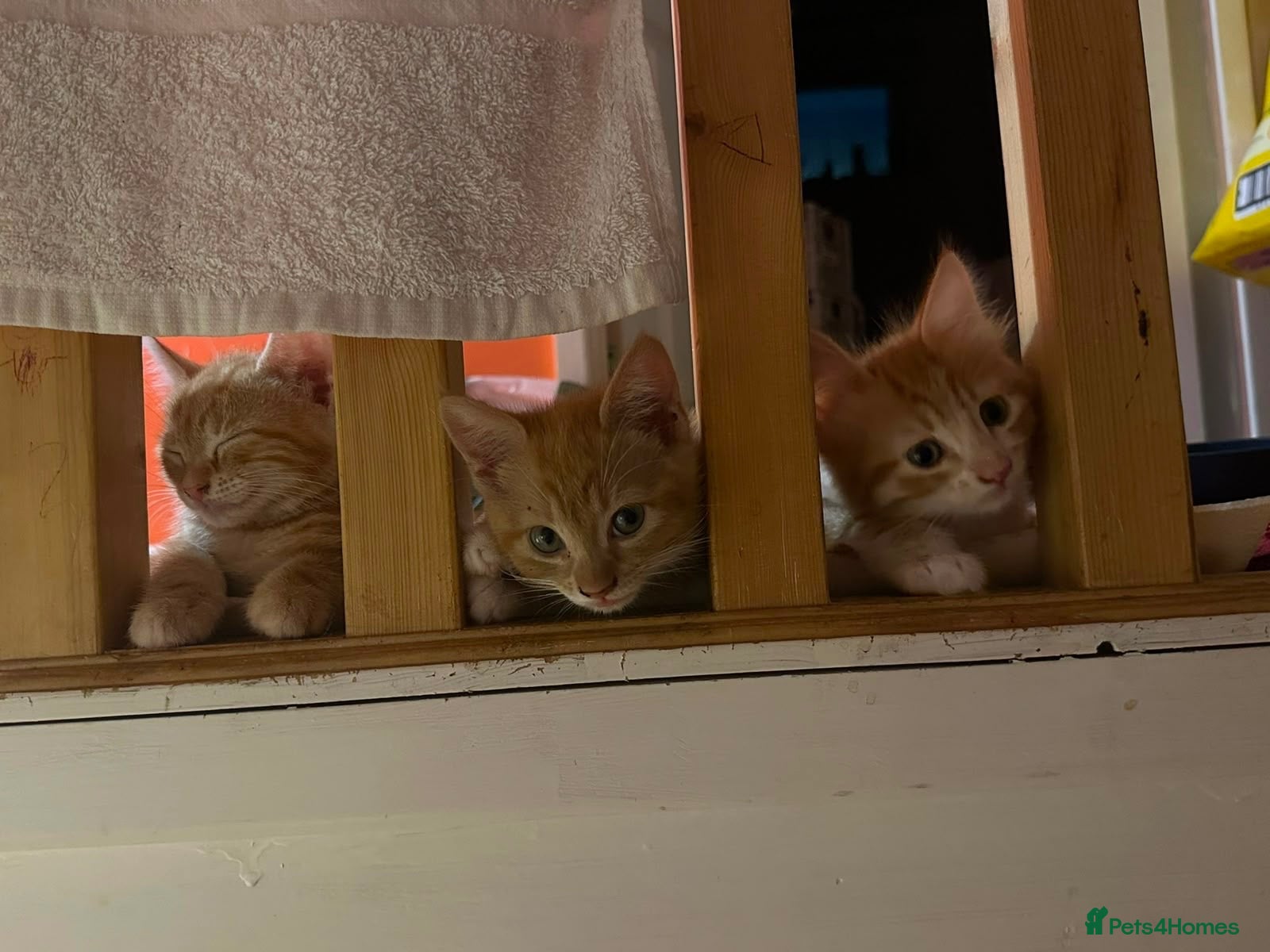 Mixed Breed cats Three beautiful ginger kittens  - Advert 1