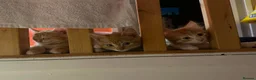 Mixed Breed cats for sale: Three beautiful ginger kittens  - Advert 1