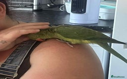 Ringnecks birds for sale: Hand reared male indian ringneck - Image 7