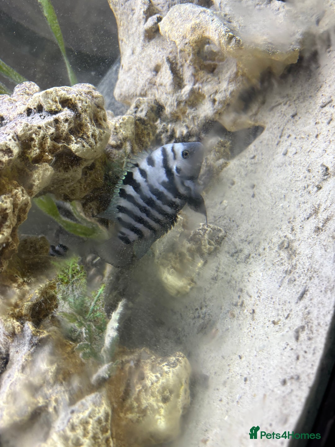 Cichlids fish for sale: Convict cichlids  - Advert 6