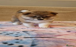 Japanese Shiba Inu dogs for sale: Beautiful Japanese Shiba Inu Puppies - Image 17