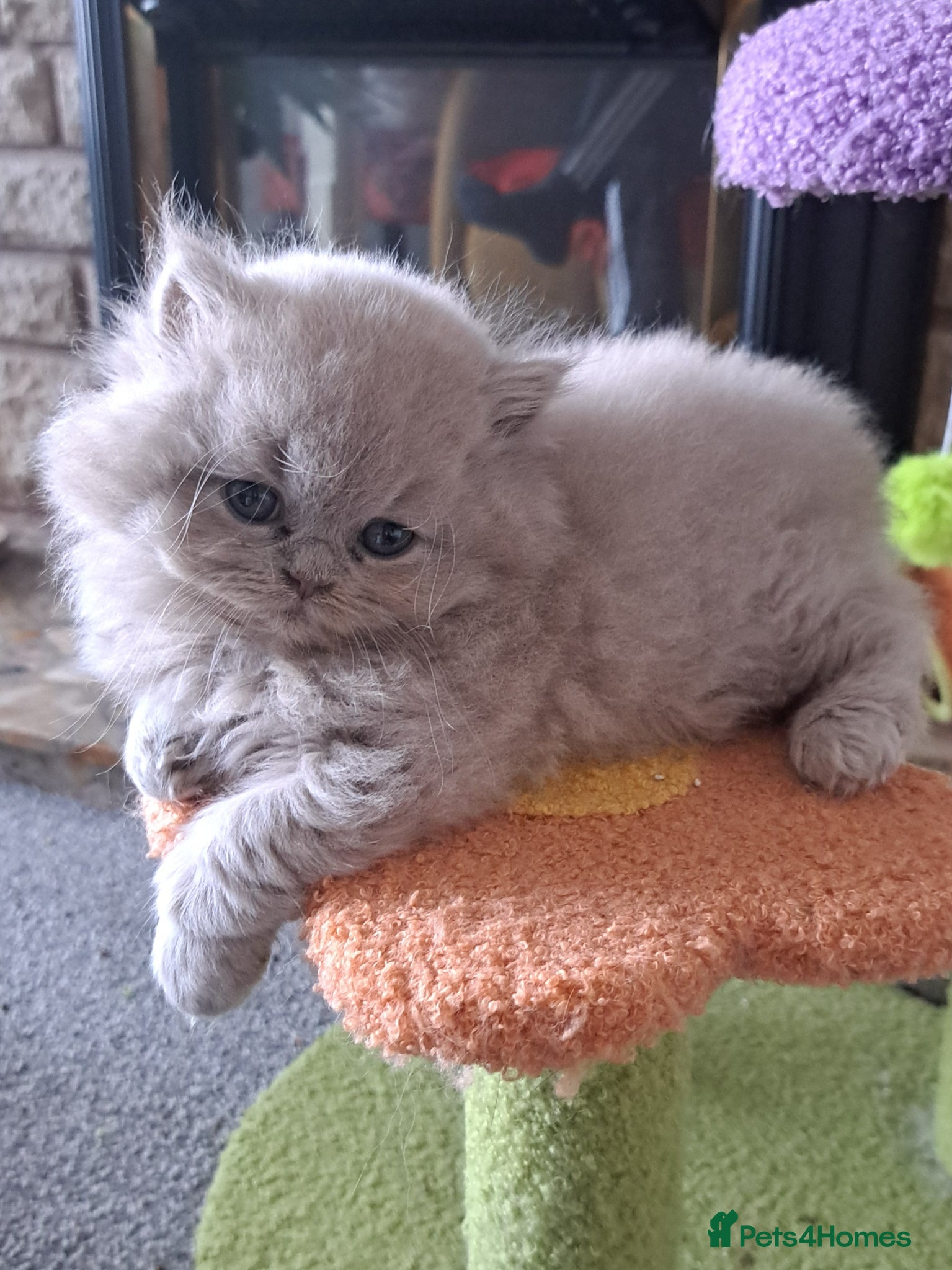 British Longhair cats for sale: Top Quality purebred BLH Kittend - Advert 7