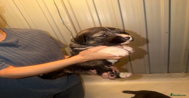 Mixed Breed dogs - Advert 4