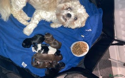 Shih Tzu dogs for sale: Shitzu  - Image 1