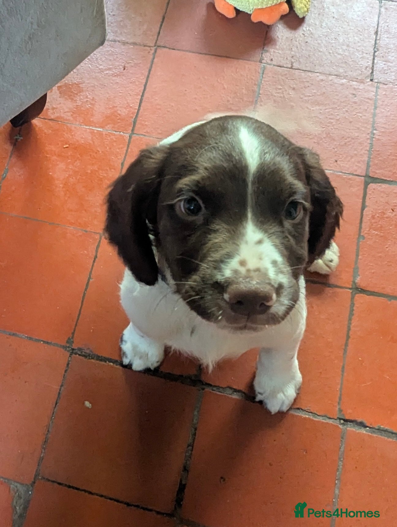 Sprocker dogs Sprocker puppies - Advert 3