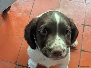 Sprocker dogs Sprocker puppies - Advert 3