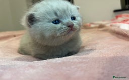 Brazilian Shorthair cats for sale: Pedigree British Shorthair Kittens Golden & Lilac - Image 25