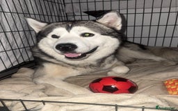 Alaskan Malamute dogs for sale: Loki Aka BIG FLUFF  - Image 2