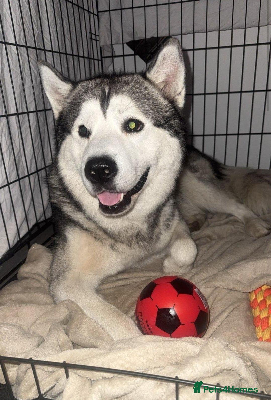 Alaskan Malamute dogs for sale: Loki Aka BIG FLUFF  - Image 2
