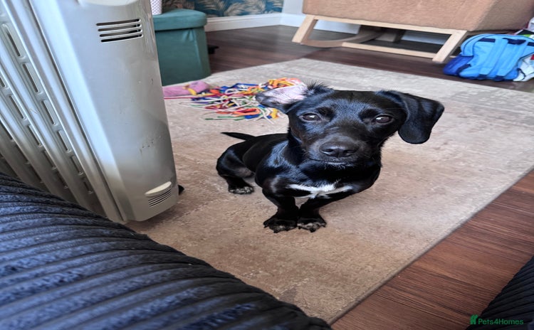 Mixed Breed dogs - Advert 1