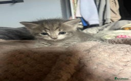 Mixed Breed cats for sale: Beautiful grey kittens - Image 27