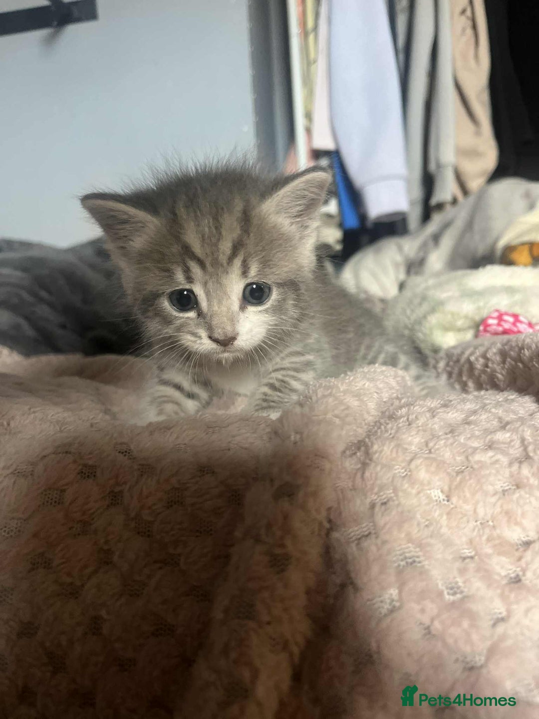 Mixed Breed cats for sale: Beautiful grey kittens - Image 27