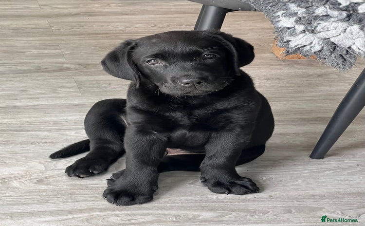 Labrador Retriever dogs - Advert 1