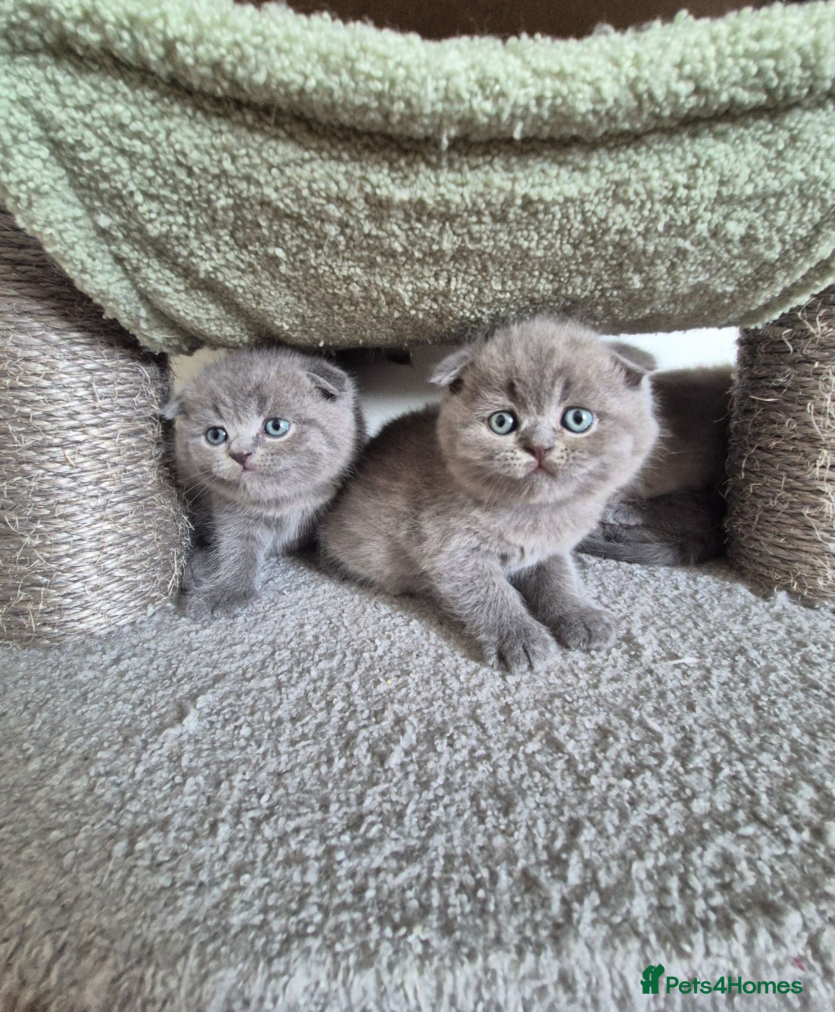 Scottish Fold cats Scottish Fold Kittens  - Advert 4