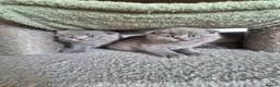 Scottish Fold cats for sale: Scottish Fold Kittens  - Advert 5